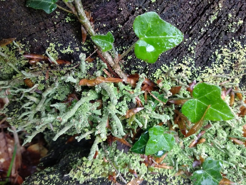 Tremella cladoniae photo 6