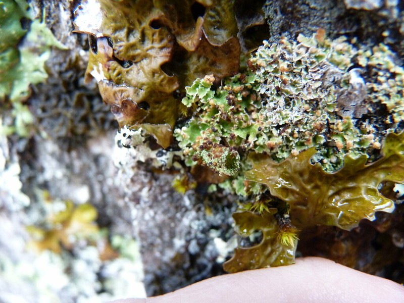 Tremella cladoniae photo 7