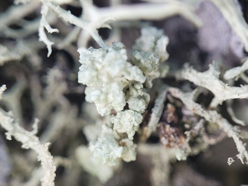 Tremella everniae