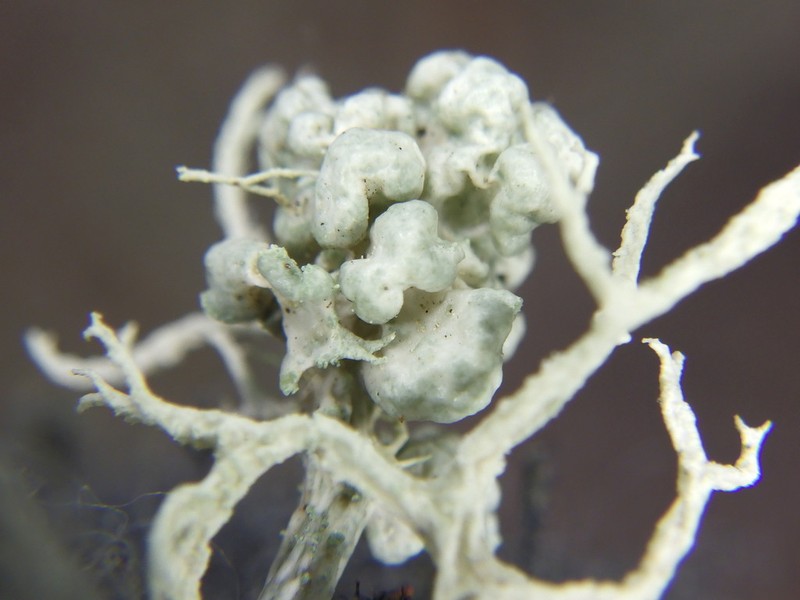 Tremella everniae photo 2