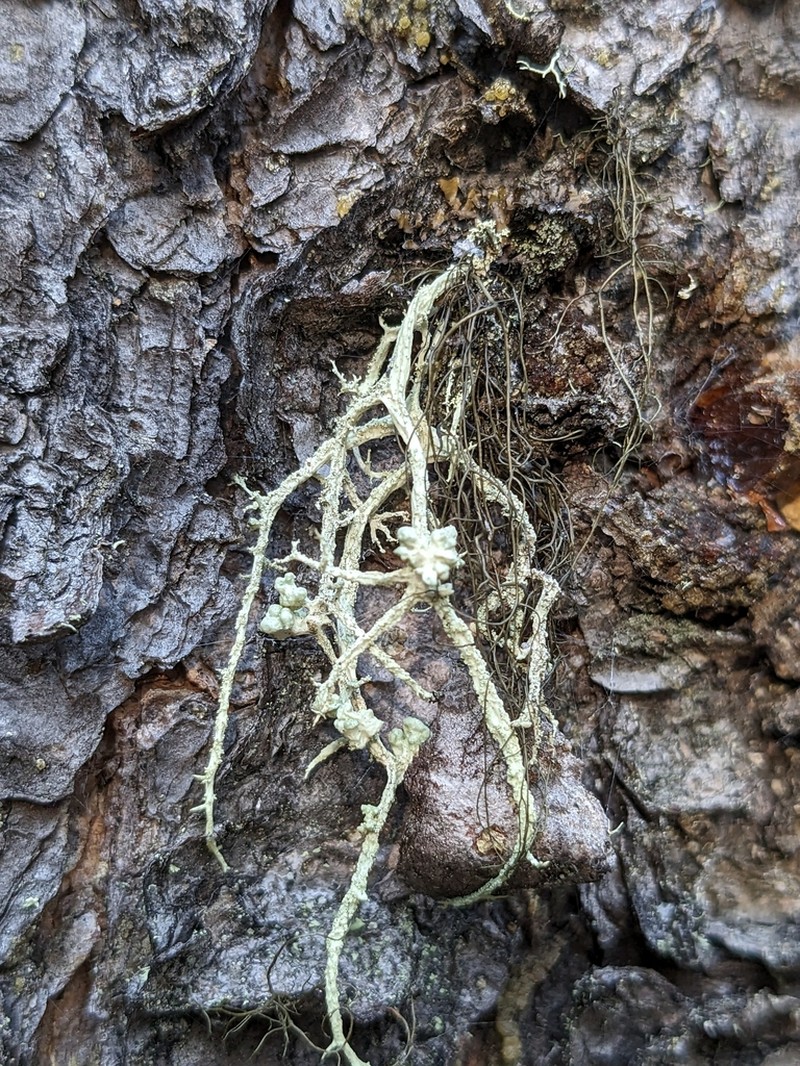 Tremella everniae photo 3