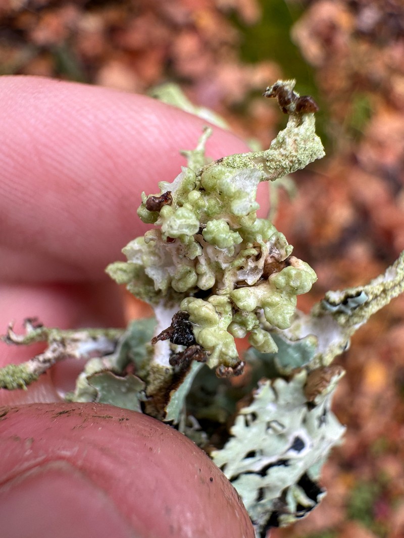Tremella everniae photo 4