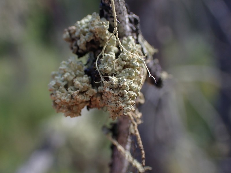 Tremella everniae photo 5