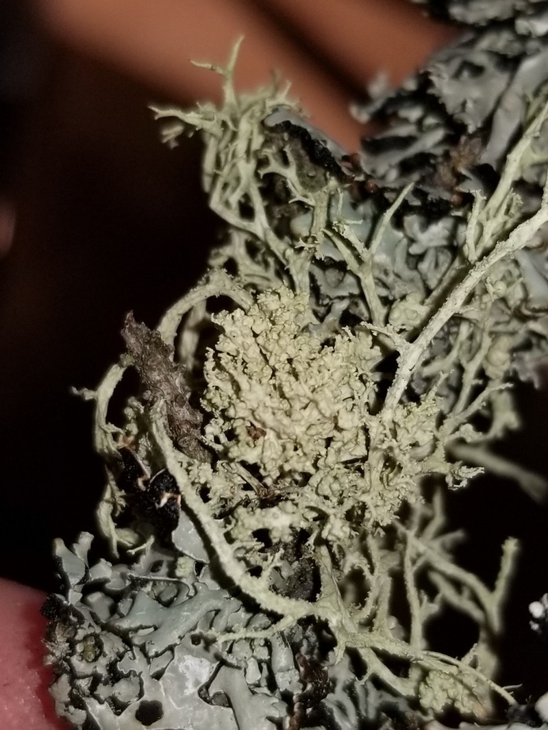 Tremella everniae photo 6