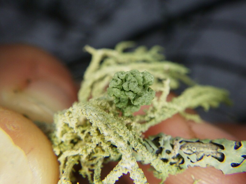 Tremella everniae photo 7
