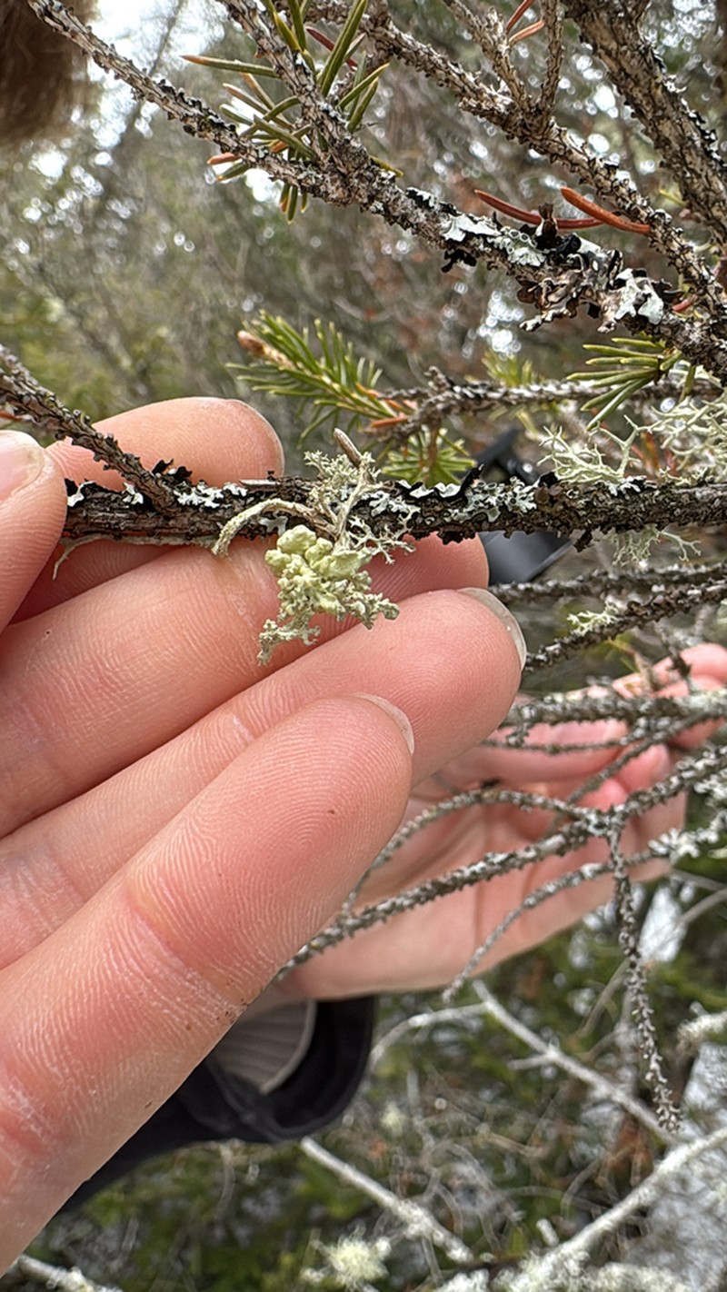 Tremella everniae photo 8