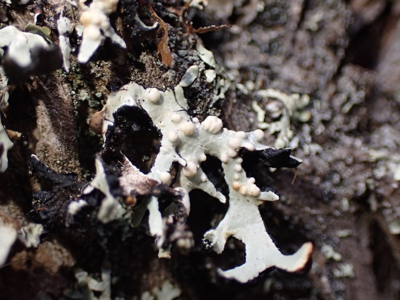 Tremella hypogymniae