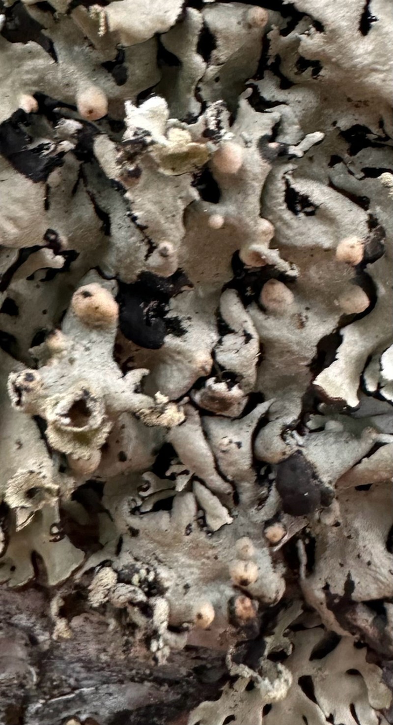 Tremella hypogymniae photo 2