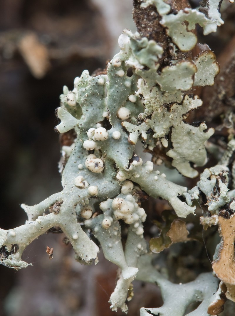Tremella hypogymniae photo 3
