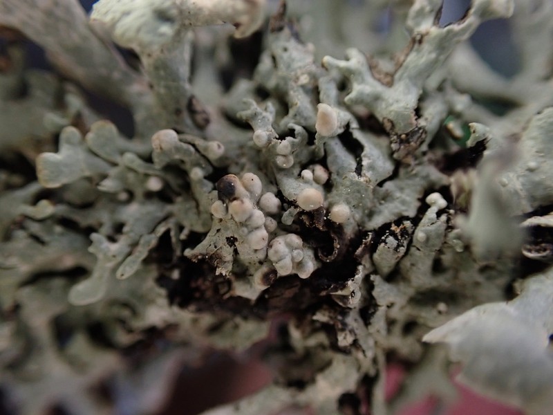 Tremella hypogymniae photo 4