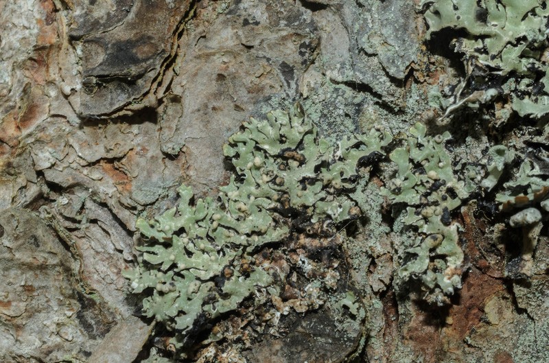 Tremella hypogymniae photo 5