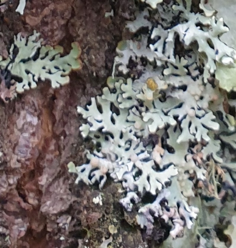 Tremella hypogymniae photo 6