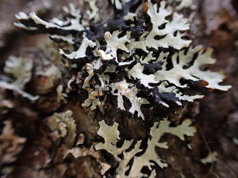 Tremella hypogymniae photo 7