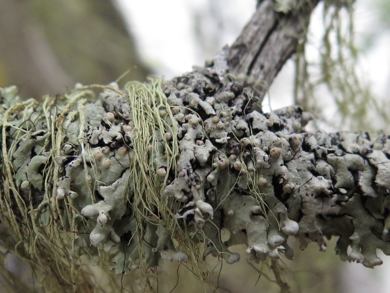 Tremella hypogymniae photo 8