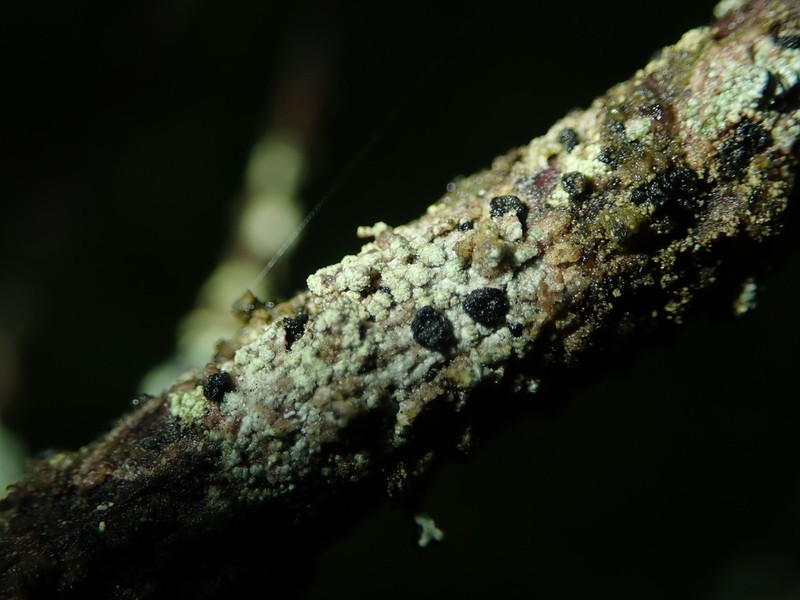 Tremella lichenicola