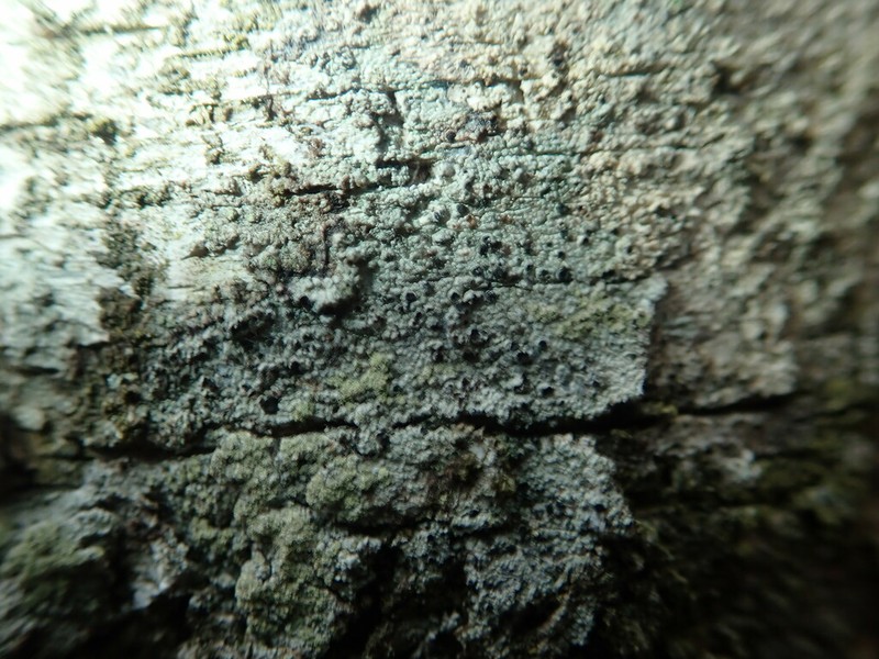 Tremella lichenicola photo 2
