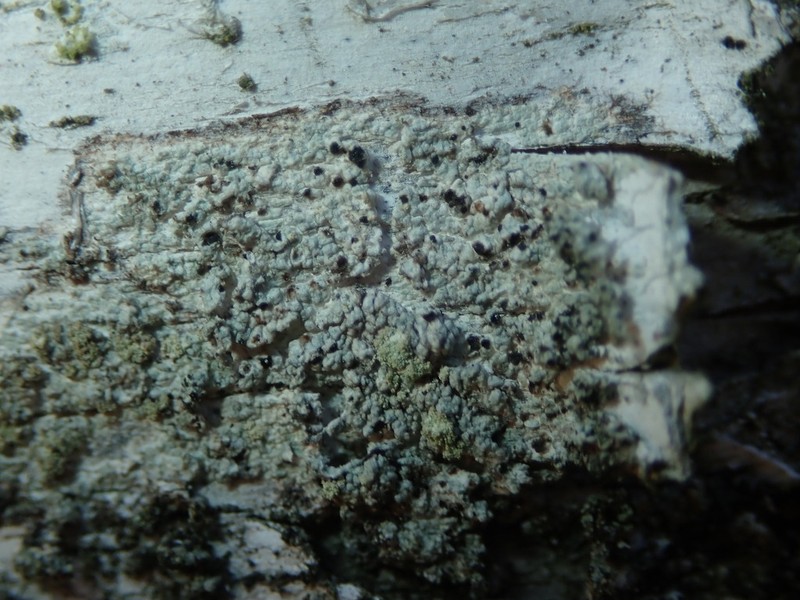 Tremella lichenicola photo 3
