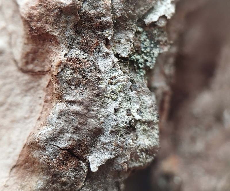 Tremella lichenicola photo 4