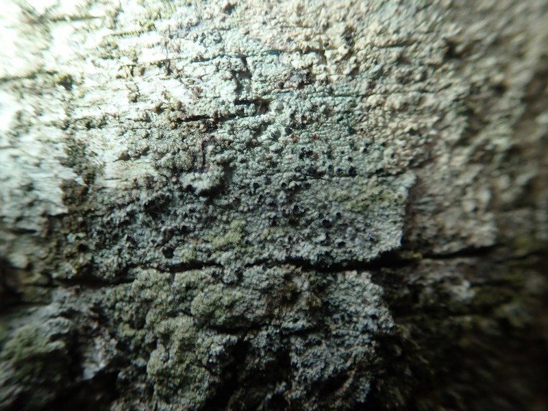 Tremella lichenicola photo 6