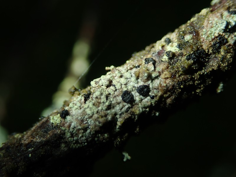 Tremella lichenicola photo 8
