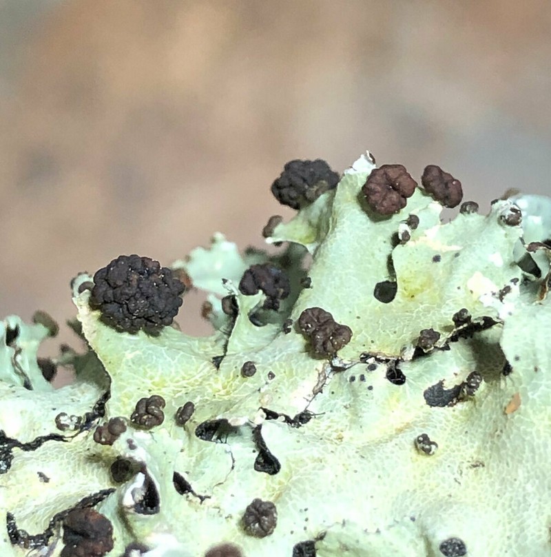 Tremella parmeliarum photo 2