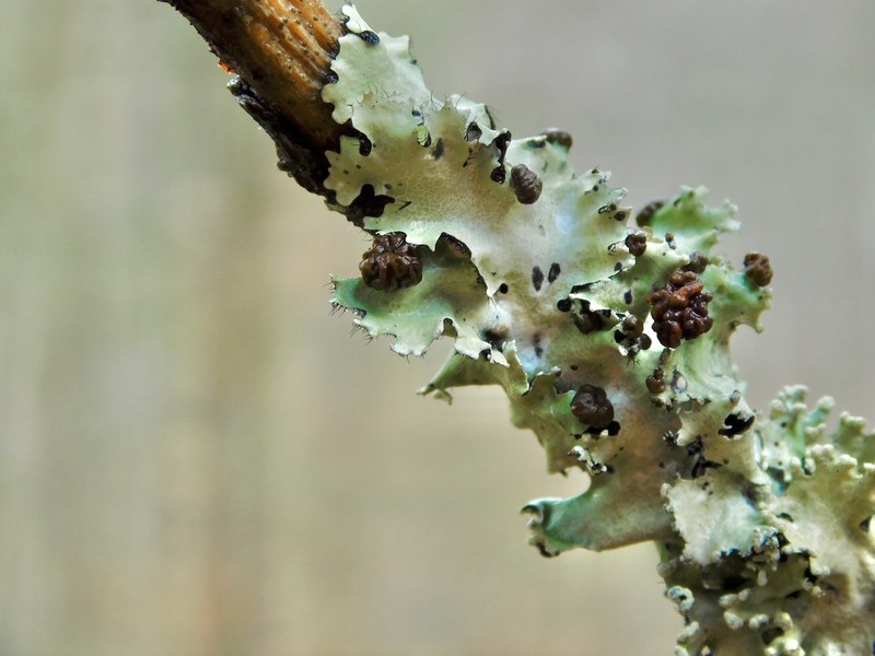 Tremella parmeliarum photo 3