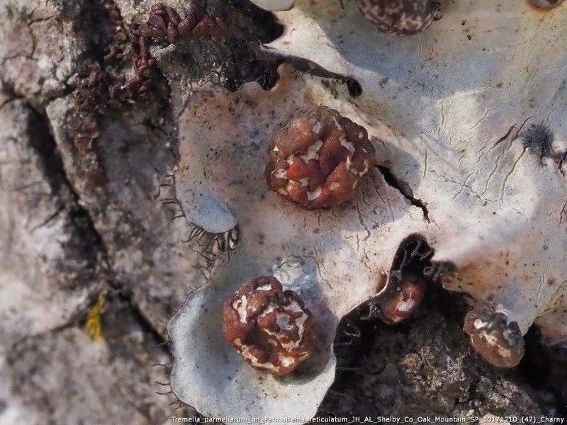 Tremella parmeliarum photo 4