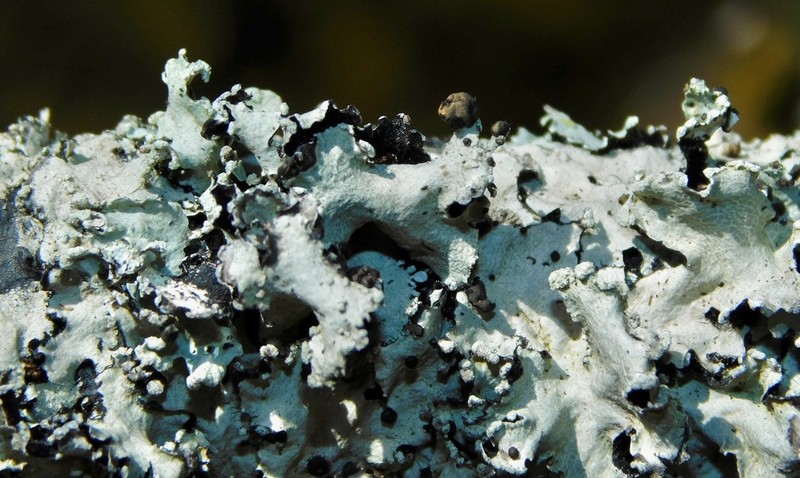 Tremella parmeliarum photo 5