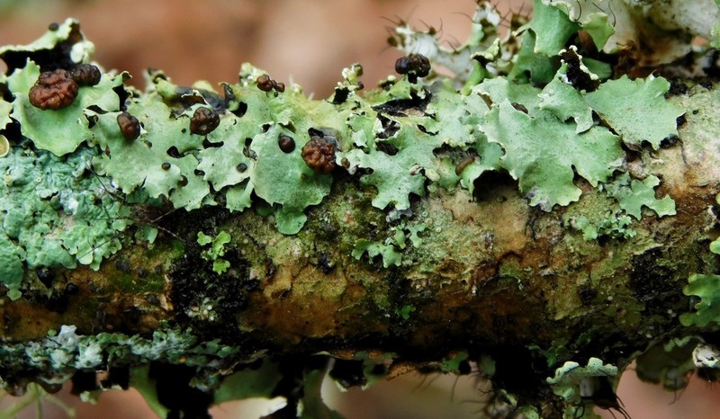 Tremella parmeliarum photo 6