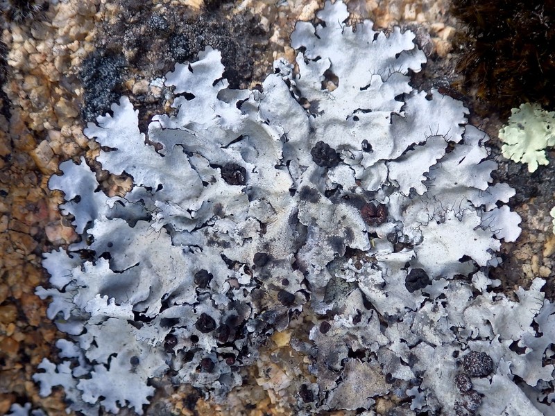 Tremella parmeliarum photo 7