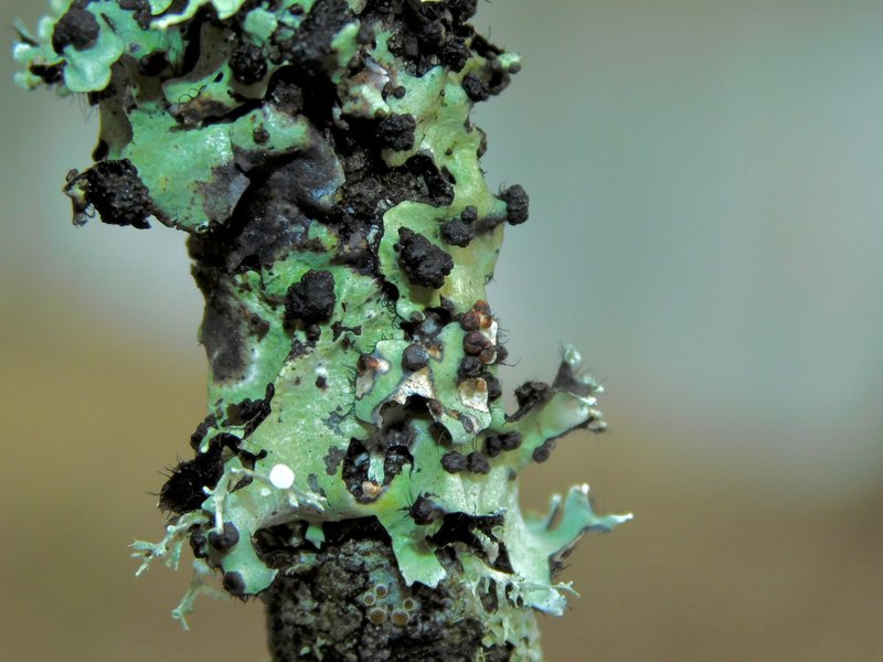 Tremella parmeliarum