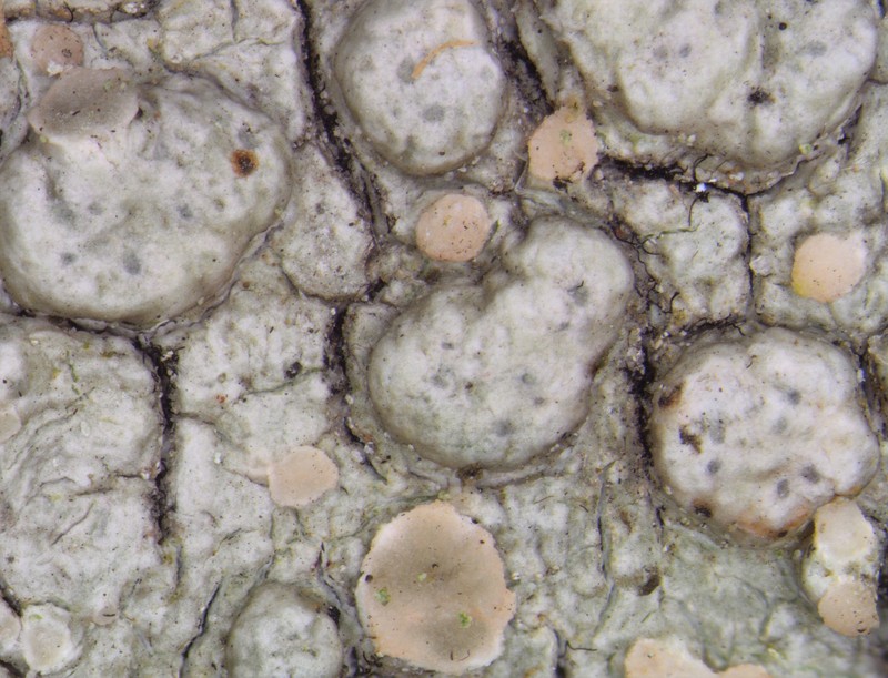 Tremella pertusariae photo 3