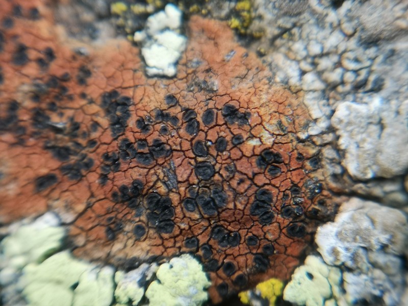 Disc Lichen