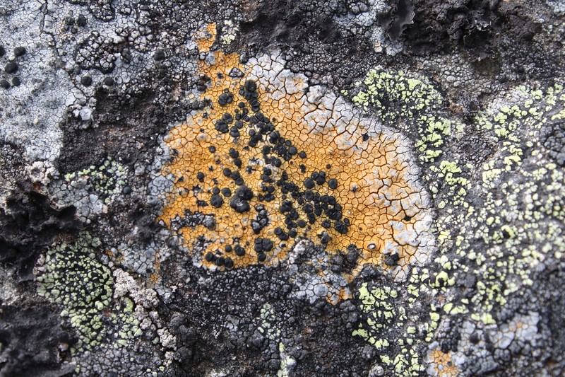 Disc Lichen photo 2