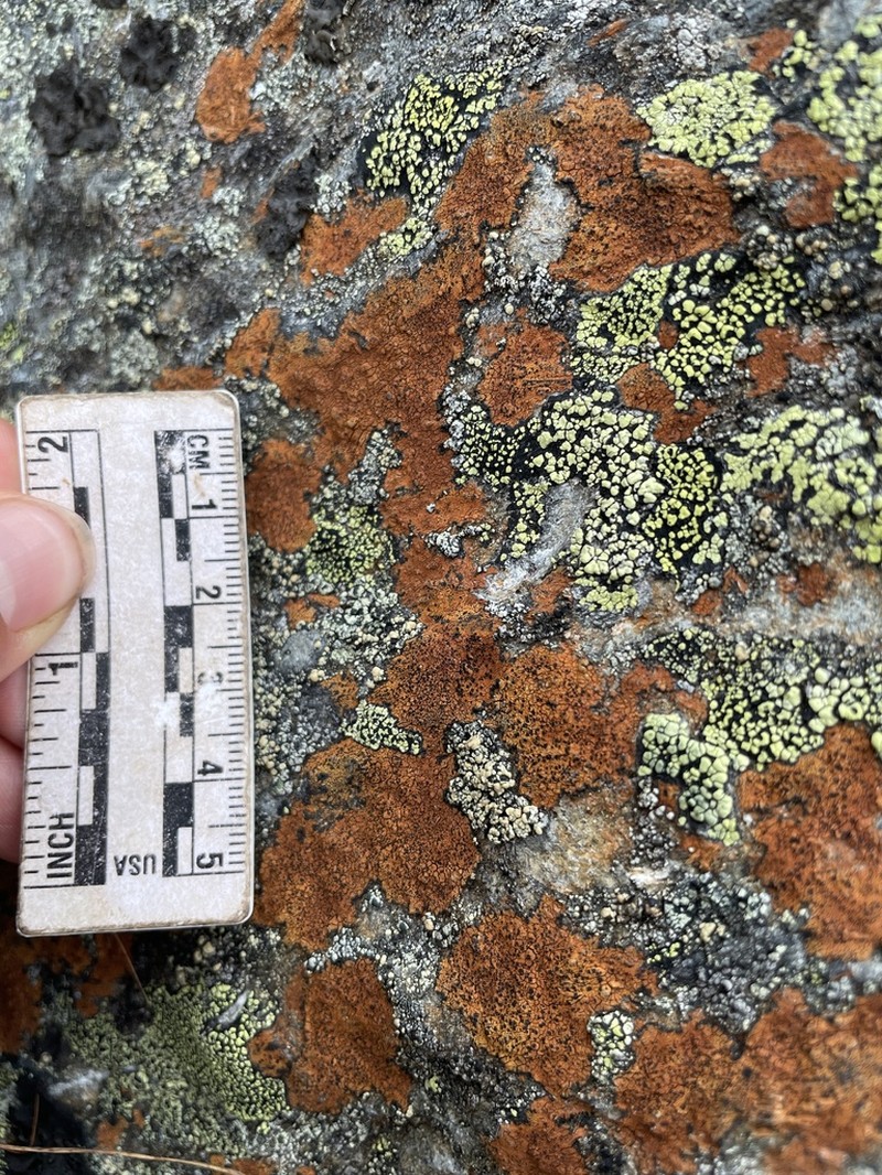 Disc Lichen photo 3