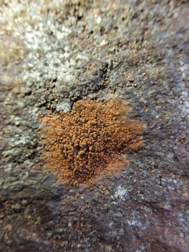 Disc Lichen photo 4