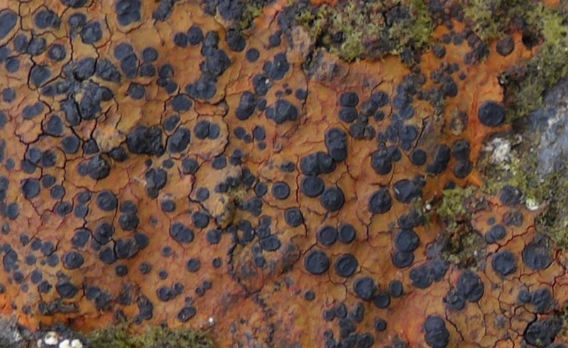 Disc Lichen photo 5