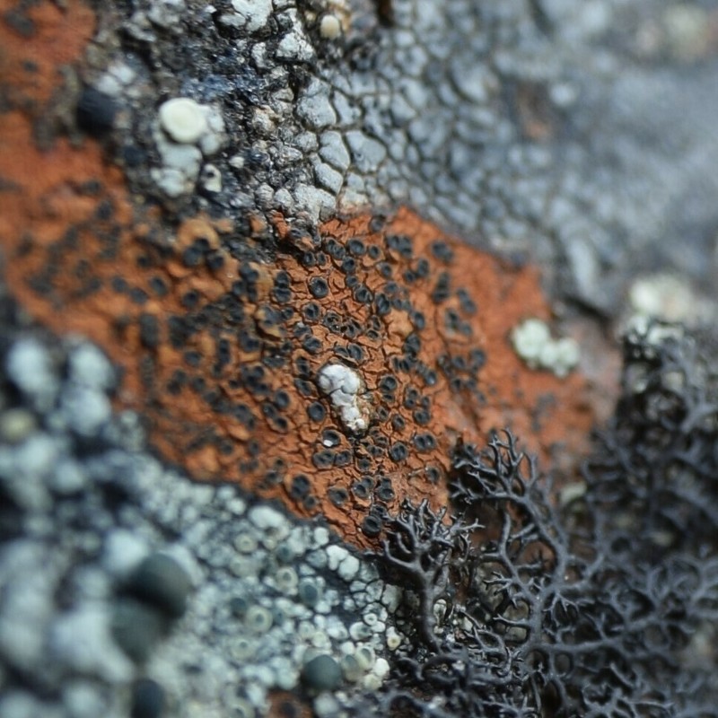 Disc Lichen photo 6