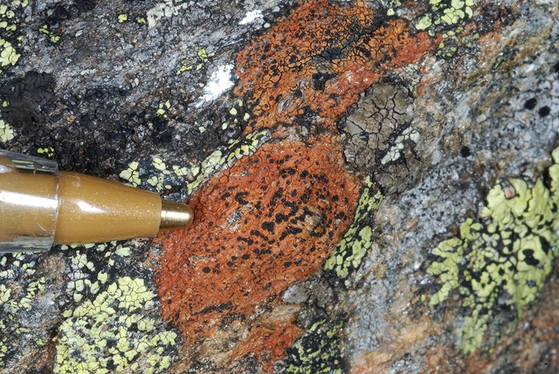 Disc Lichen photo 7