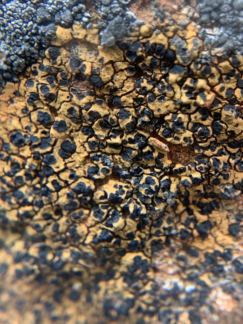 Disc Lichen photo 8