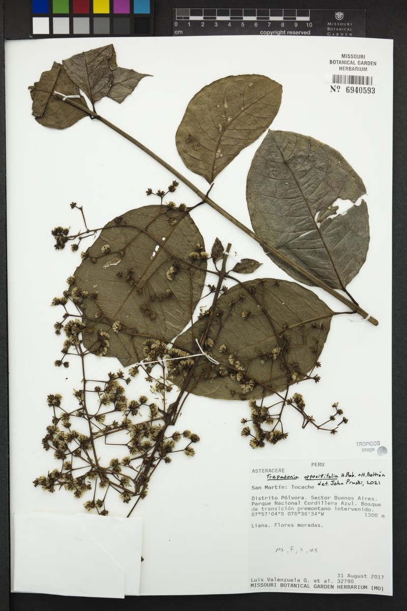 Trepadonia oppositifolia