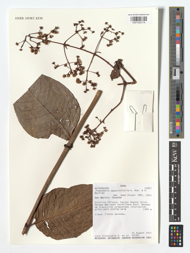 Trepadonia oppositifolia photo 2