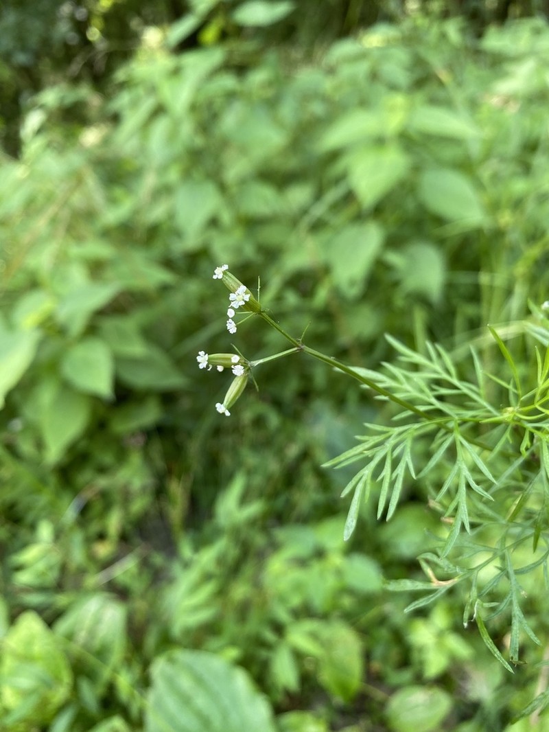 Whitenymph