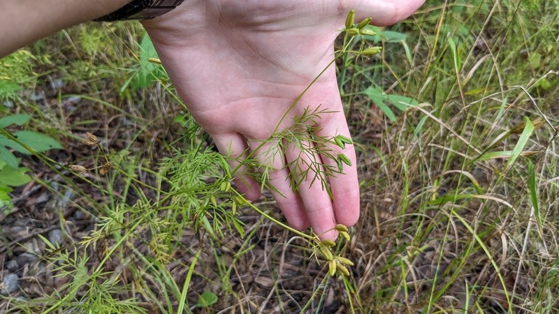 Whitenymph photo 2
