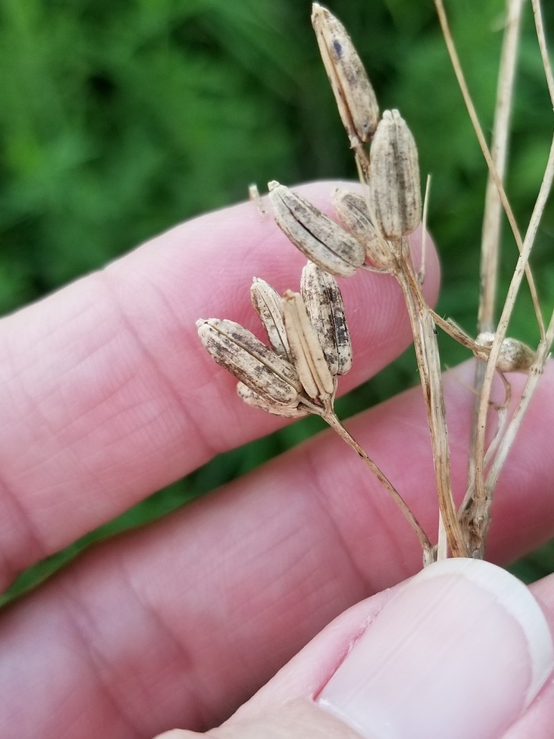 Whitenymph photo 3