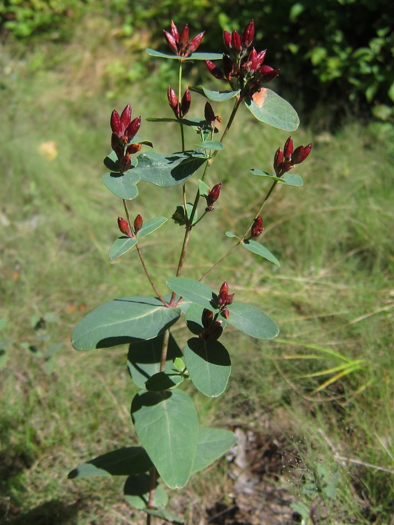 Fraser's Marsh St. Johnswort photo 2