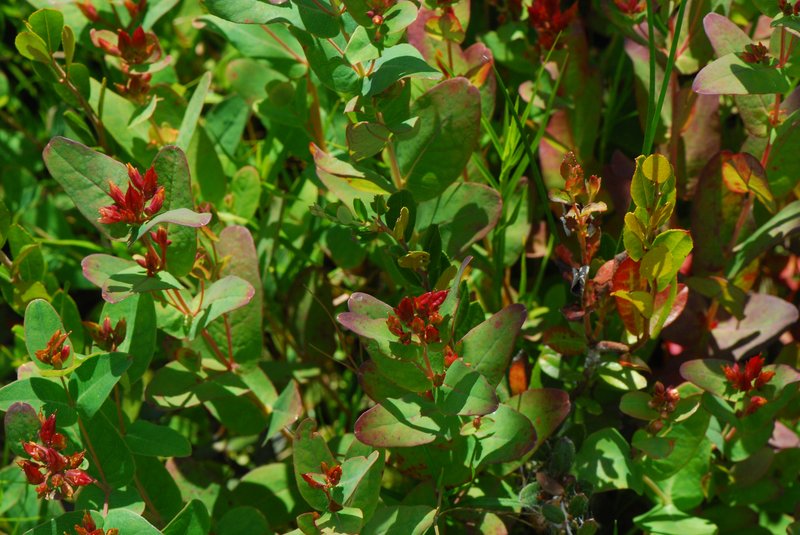 Fraser's Marsh St. Johnswort photo 3
