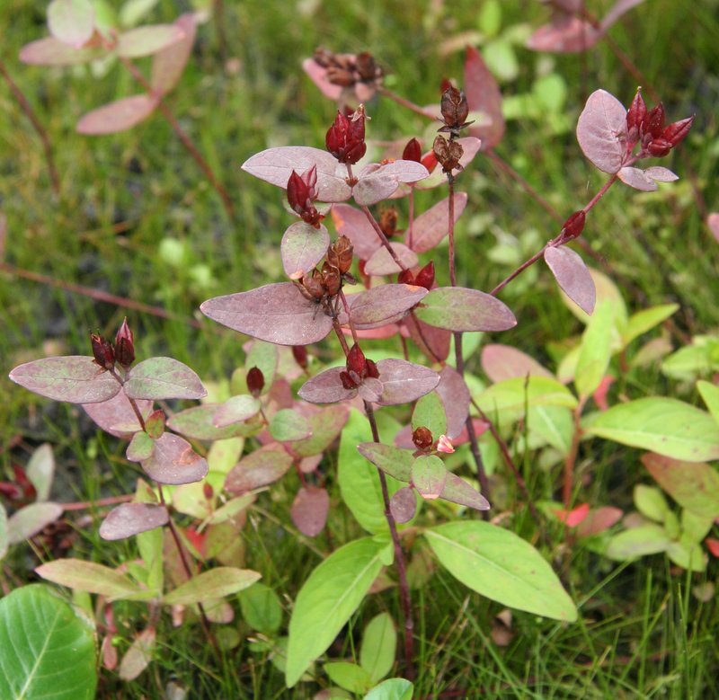 Fraser's Marsh St. Johnswort