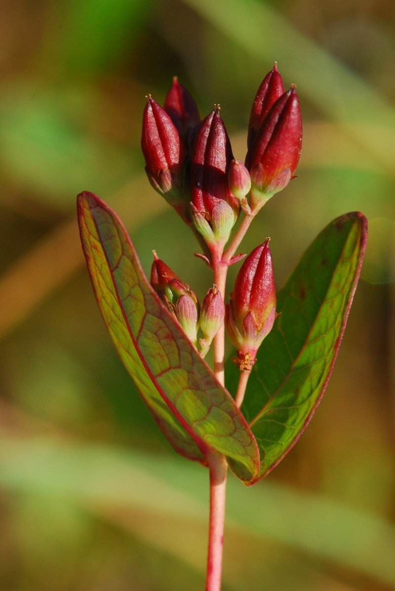Fraser's Marsh St. Johnswort photo 5