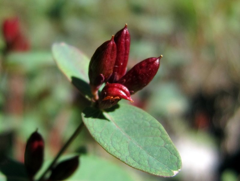 Fraser's Marsh St. Johnswort photo 6